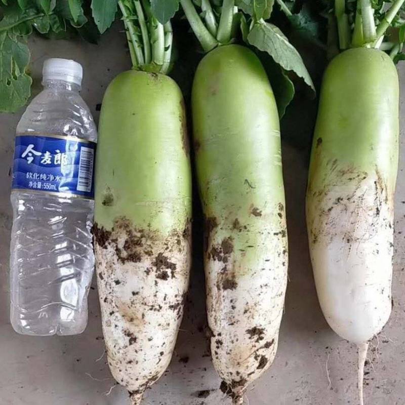 萝卜河南南阳新野规模化种植1.5~2斤起