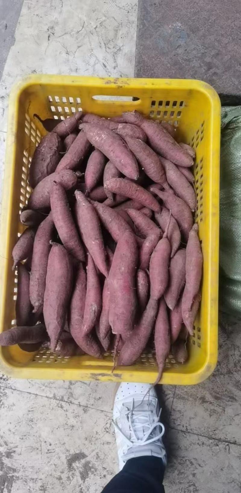 山东优质红薯，烟薯25上市需要的联系