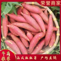 山东优质红薯，烟薯25上市需要的联系