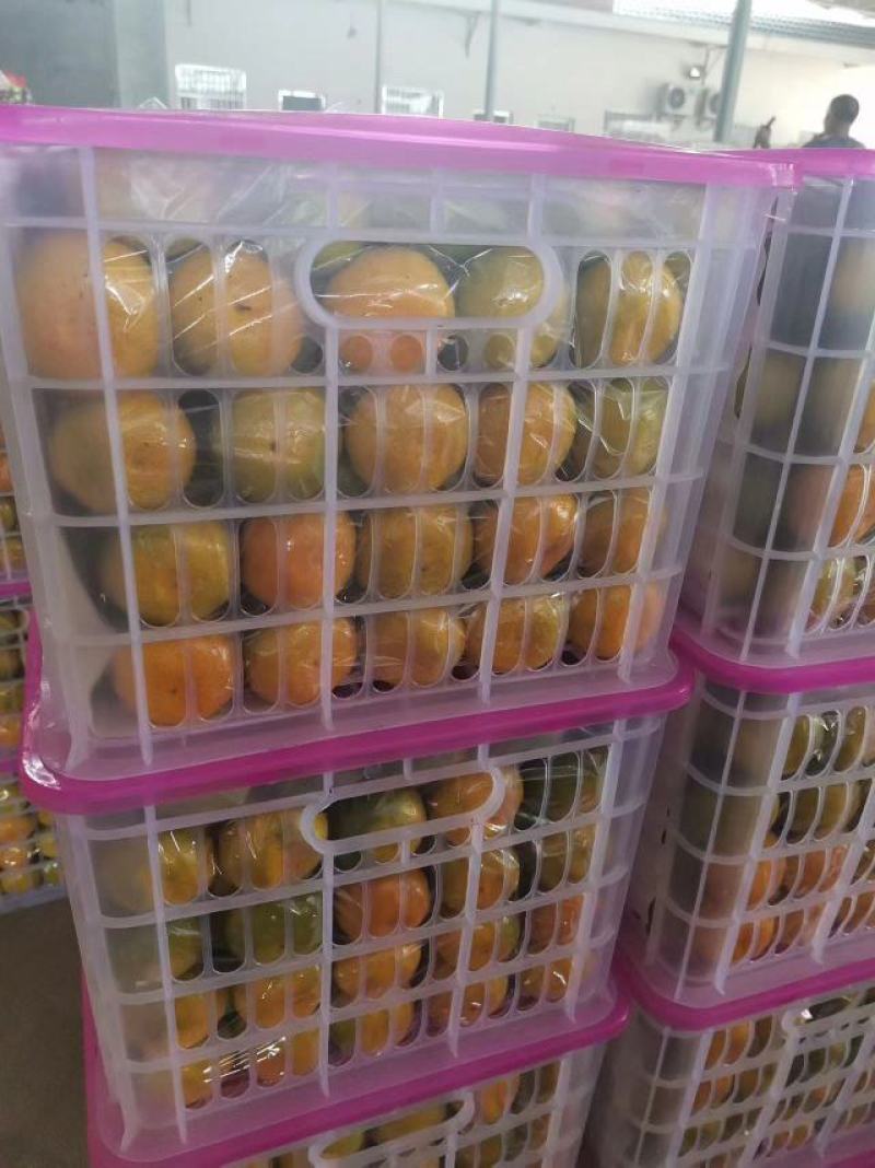 云南蜜橘产地直发一手货源批发品质保证价格美丽欢迎合作