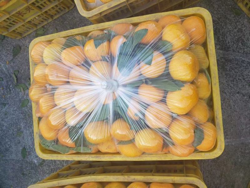 云南蜜橘产地直发一手货源批发品质保证价格美丽欢迎合作