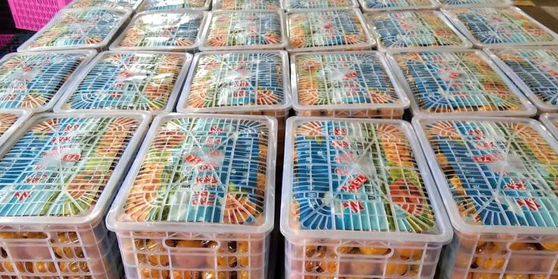 云南蜜橘产地直发一手货源批发品质保证价格美丽欢迎合作