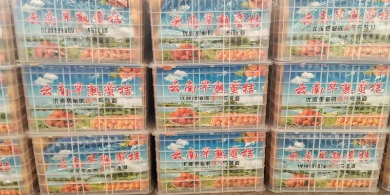 云南蜜橘产地直发一手货源批发品质保证价格美丽欢迎合作