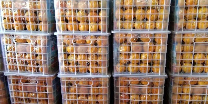 云南蜜橘产地直发一手货源批发品质保证价格美丽欢迎合作