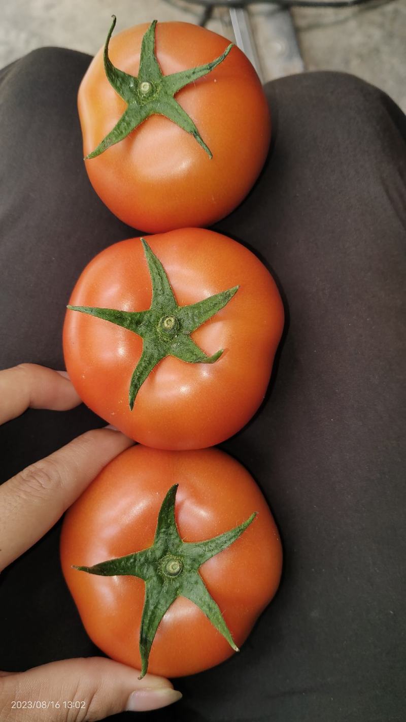 精品西红柿大量上市