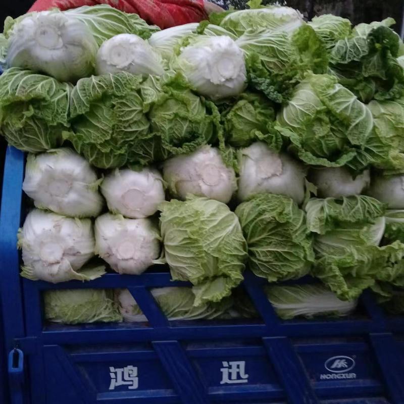 陕西咸阳白菜-青杂三号白菜产地发货量大从优欢迎来电