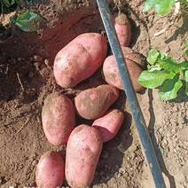 内蒙古【雪川红】土豆大量有货价格有需欢迎致电