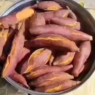优质沙地蜜薯