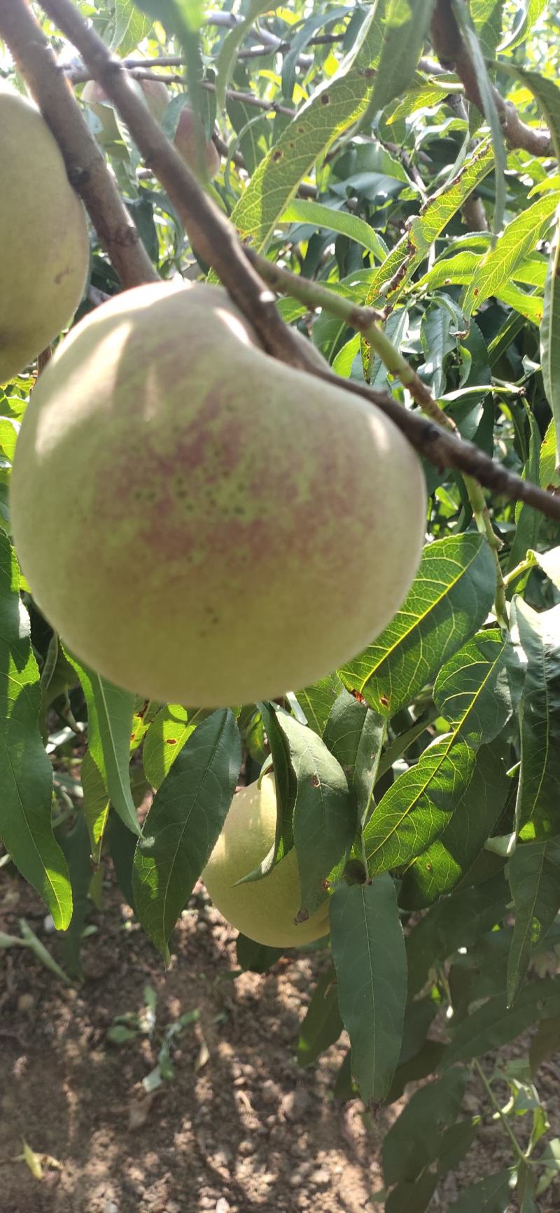 青州蜜桃:蜜桃王全红蜜.晚蜜桃.大叶子蜜.二老板，半离核