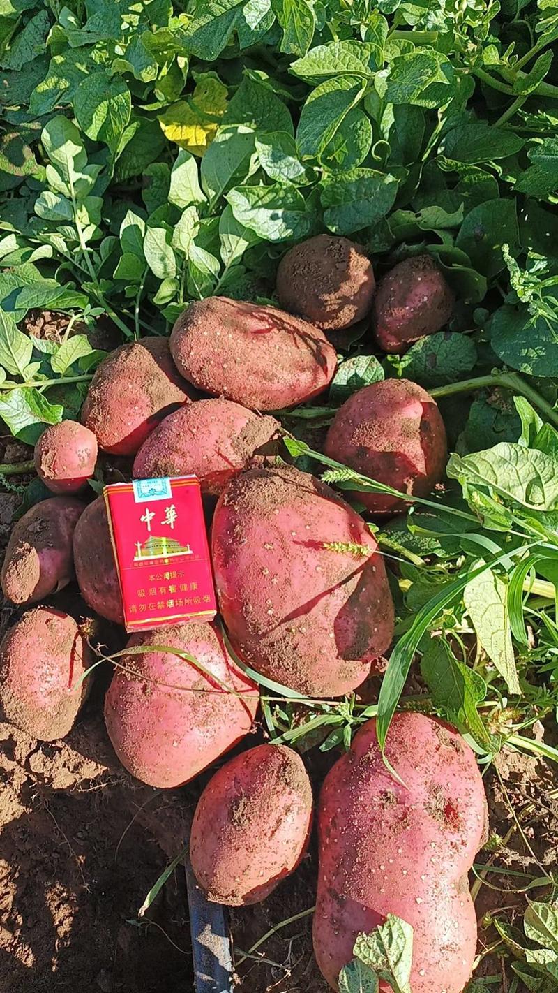 内蒙古【雪川红】土豆大量有货价格优惠有需欢迎致电