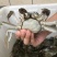 盘锦稻田大闸蟹一手货源大量上市各种规格辽宁盘锦直发