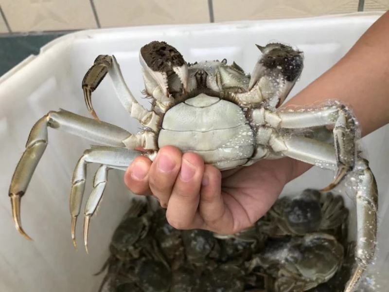 盘锦稻田大闸蟹一手货源大量上市各种规格辽宁盘锦直发