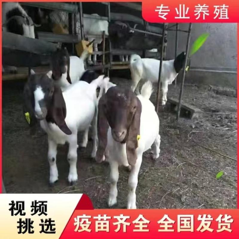波尔山羊纯种小羊苗羊羔活羊羊崽怀孕母羊幼崽配种公羊养殖技