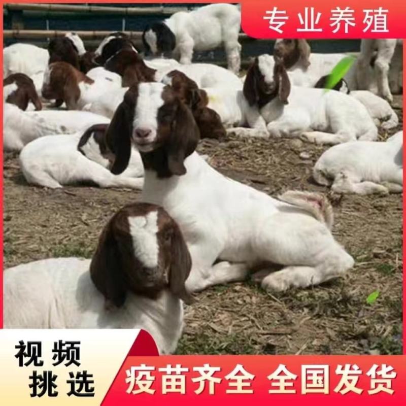 波尔山羊纯种小羊苗羊羔活羊羊崽怀孕母羊幼崽配种公羊养殖技