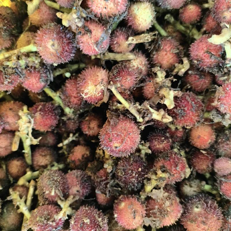 新鲜砂仁大量上市
