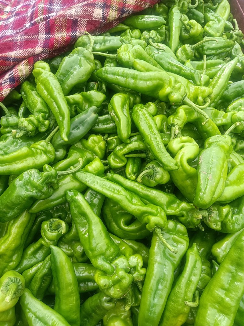 大量供应各种鲜辣椒一手货源诚信经营品质保证可视频看货