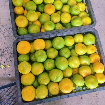 高山蜜橘大量供应皮薄甜度高产地一手货源