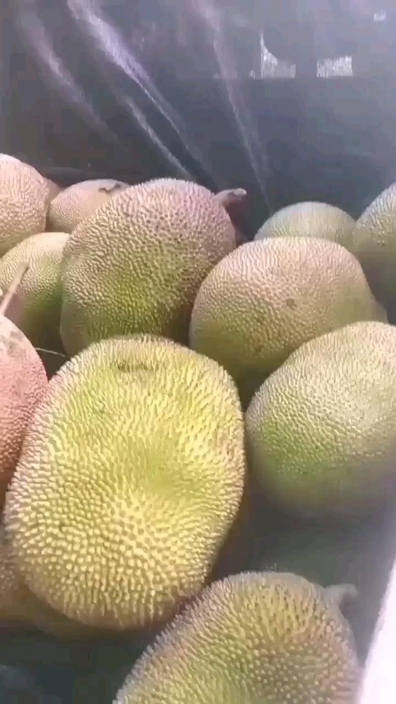 茂名电白菠萝蜜，泰八菠萝蜜马来西亚1号产地直供货源稳定