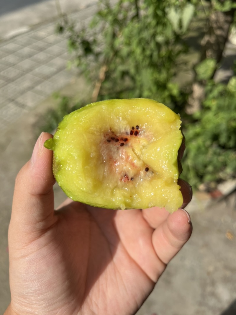 红心猕猴桃红阳