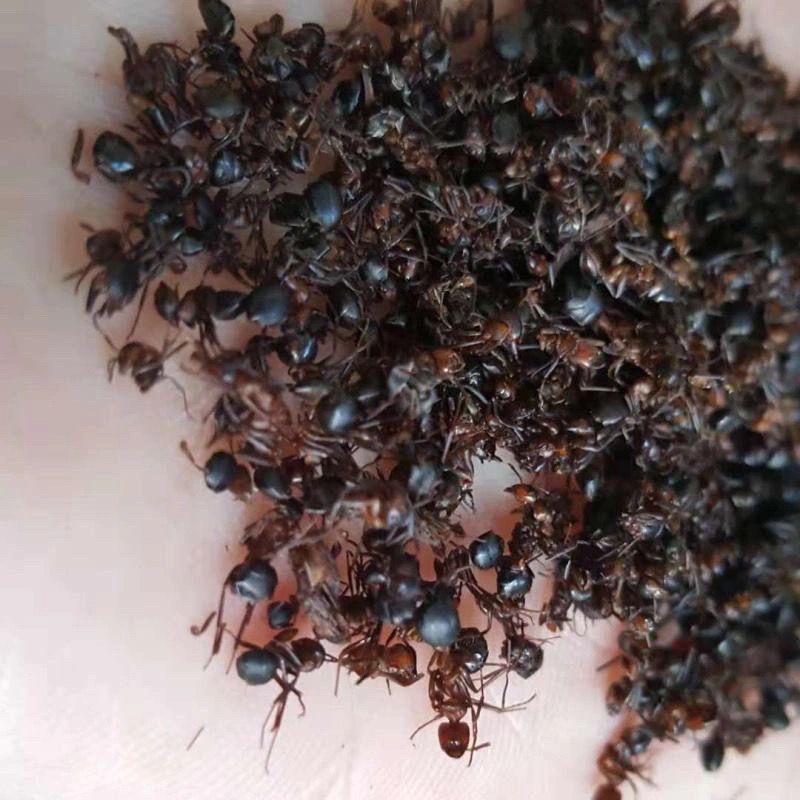 广西大黑蚂蚁干野生山蚁拟黑多刺蚁中药材养生泡酒食用免打蚂