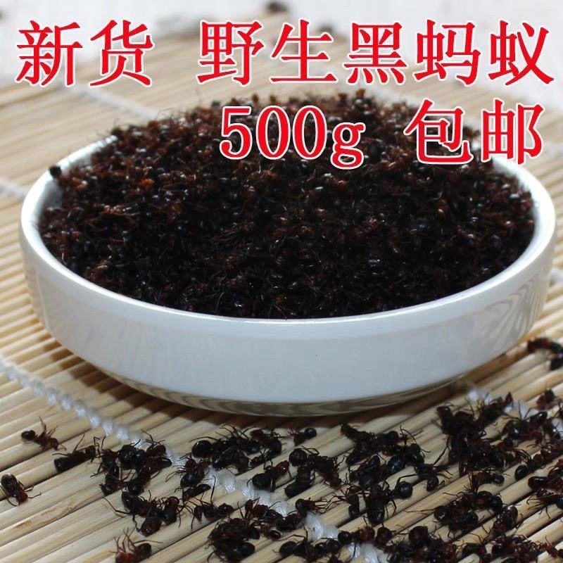 广西大黑蚂蚁干野生山蚁拟黑多刺蚁中药材养生泡酒食用免打蚂