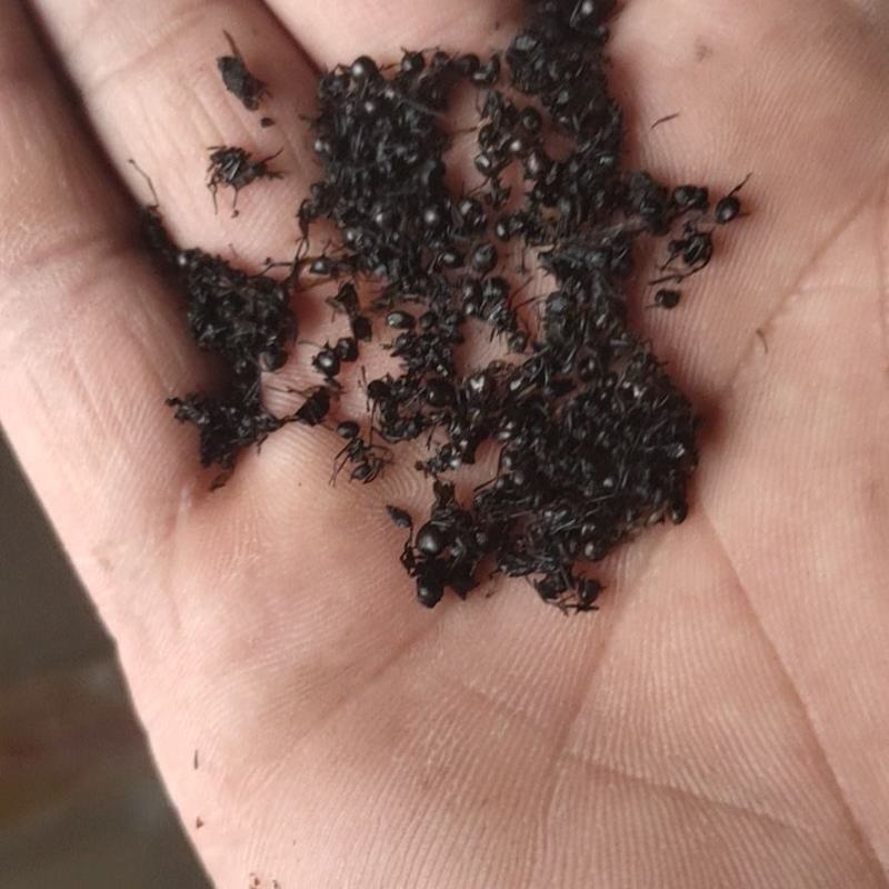 广西大黑蚂蚁干野生山蚁拟黑多刺蚁中药材养生泡酒食用免打蚂