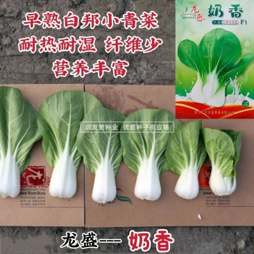 龙盛奶香白邦小青菜种子早熟奶油小白菜种子耐热耐湿纤维少