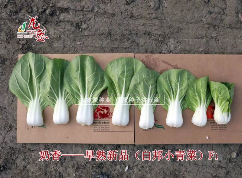 龙盛奶香白邦小青菜种子早熟奶油小白菜种子耐热耐湿纤维少