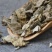 中药材寻骨风清骨风正品白面风天然黄木香猫耳朵毛风草包邮