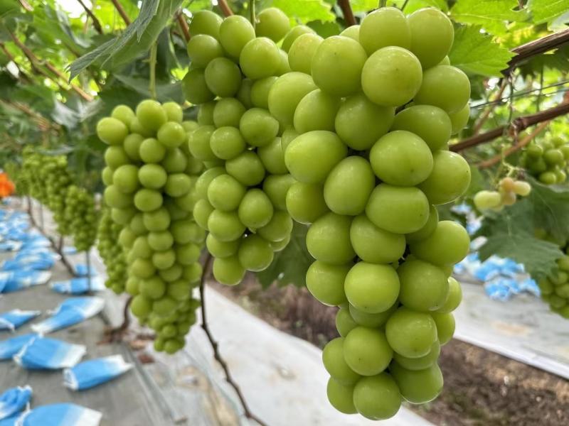 阳光玫瑰葡萄，口感脆甜，有玫瑰香味