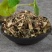 正宗野生中药材虎刺根老鼠刺绣花针新货干品白凤珠草药包邮鸟