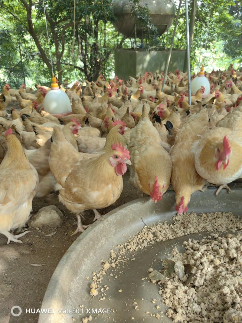 广东三黄鸡160天起自家农场养殖产地直供营养丰富美味