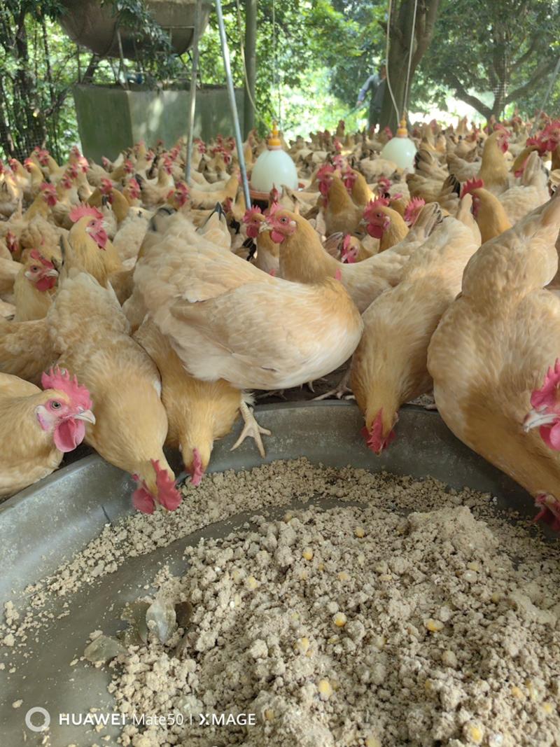 广东三黄鸡160天起自家农场养殖产地直供营养丰富美味