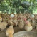 广东三黄鸡160天起自家农场养殖产地直供营养丰富美味