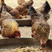 清远麻母鸡农场纯散养180天起质量保证价格优惠欢迎