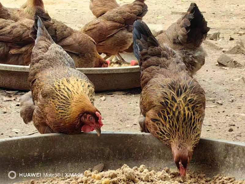 清远麻母鸡农场纯散养180天起质量保证价格优惠欢迎