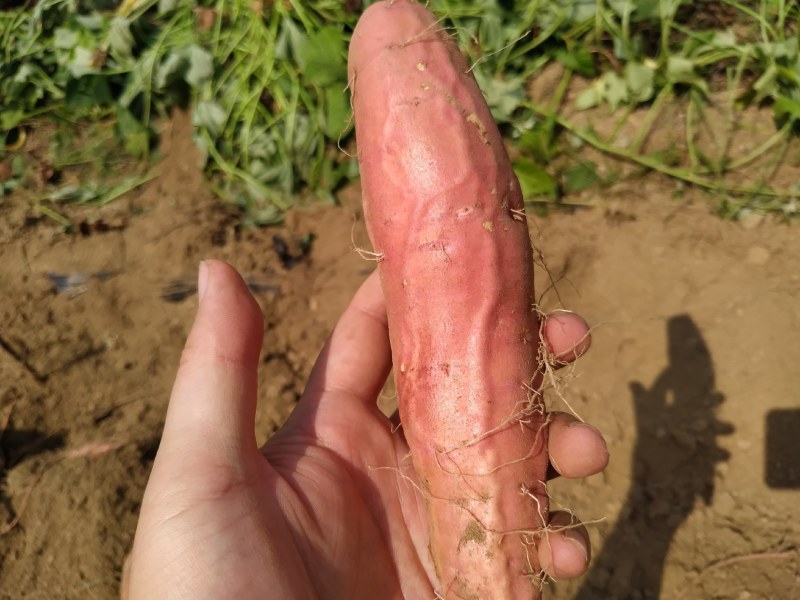 烟薯25质量好，甜度高，条形好色泽亮！沙土地种植嘎嘎甜