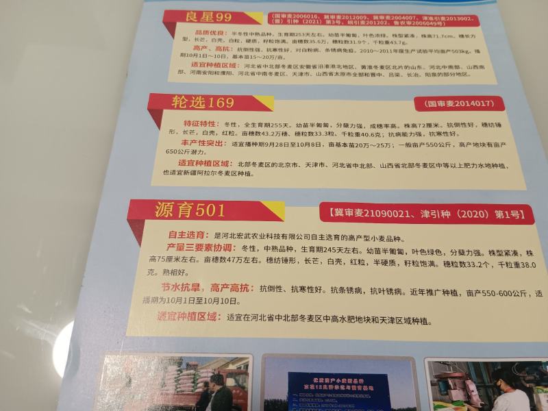 河北宏武农业科技有限公司冬小麦销售