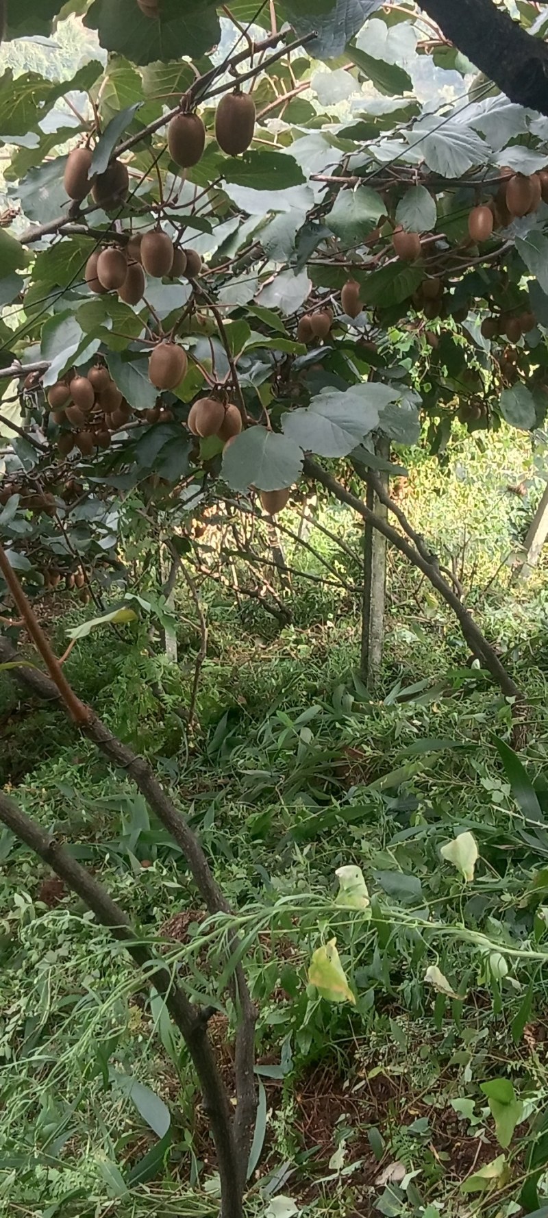 翠香猕猴桃