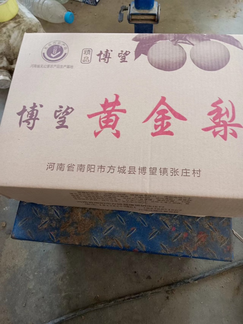精品黄金梨8月上市全国供货量大从优品质保证欢迎来电