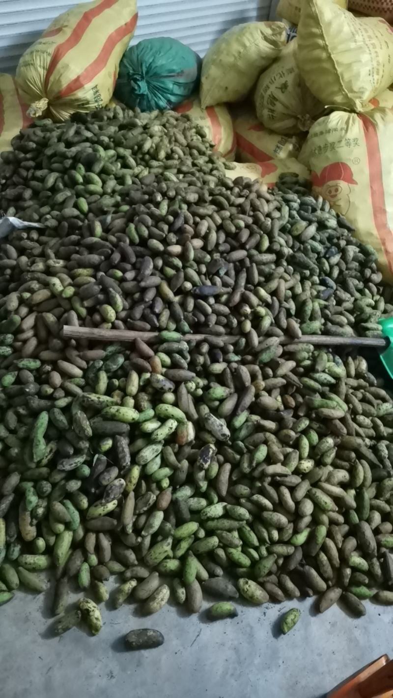 高含量八月瓜中药材，湖北襄阳，预知子，饮片