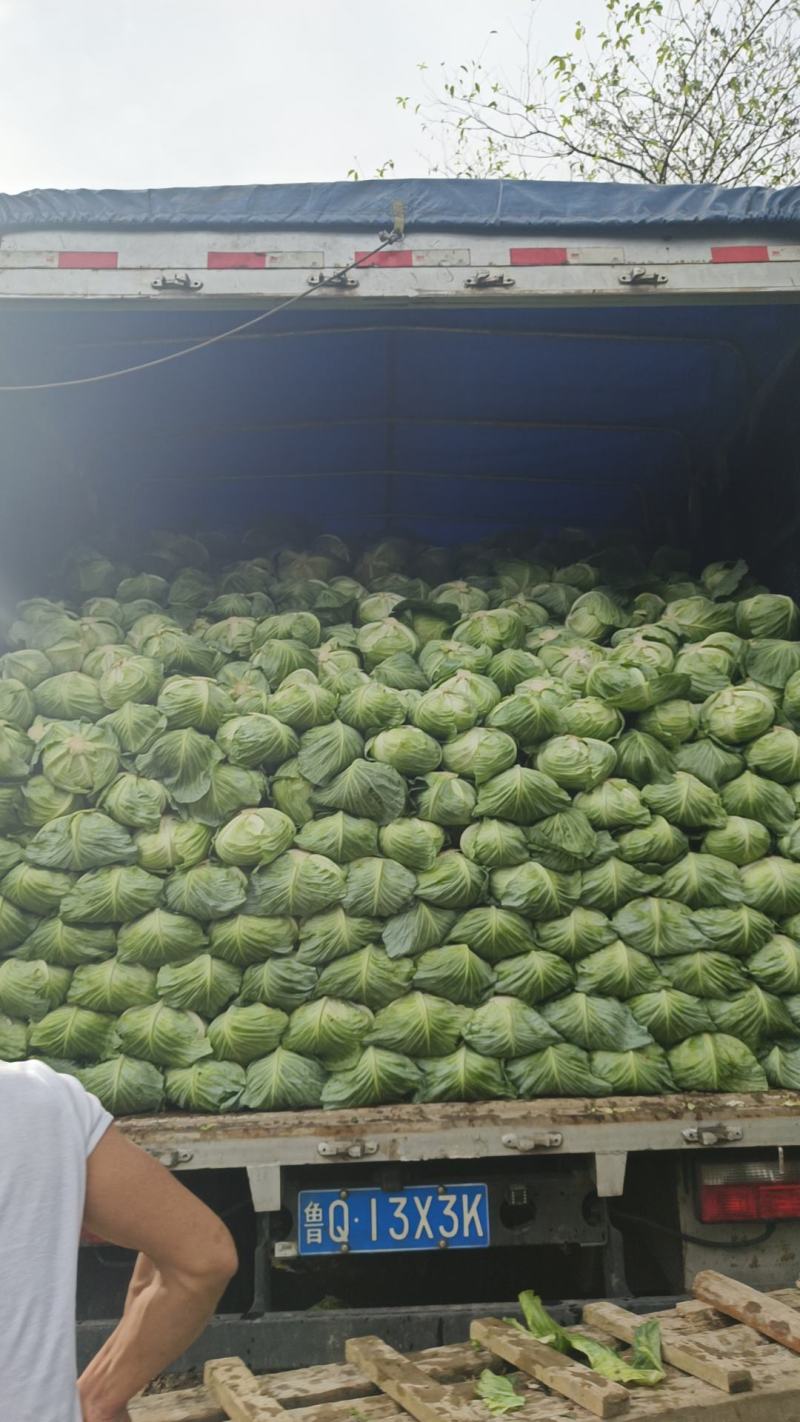 原产地各种包菜大量上市，欢迎各位老板订购一次合作终身朋友