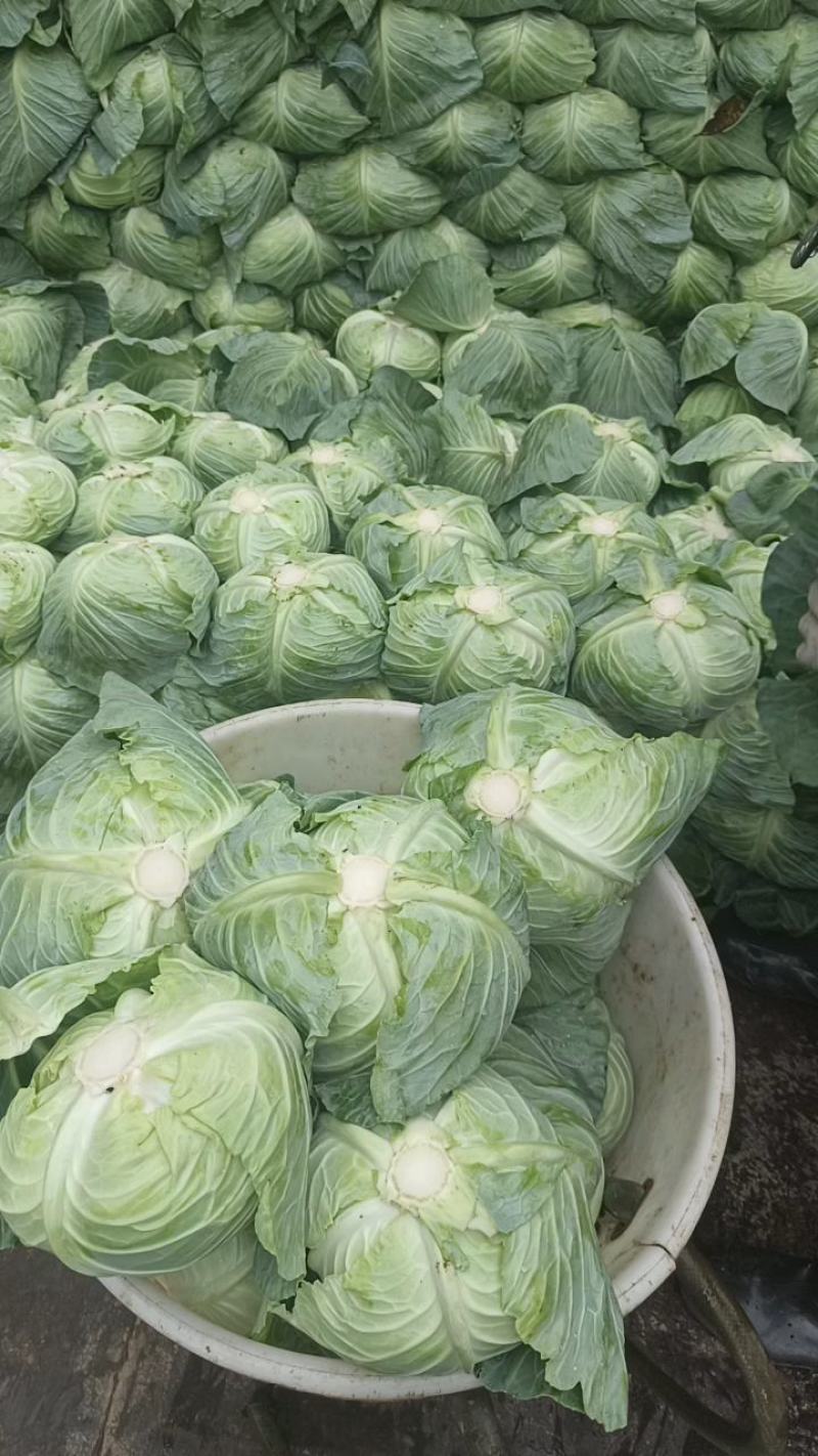 原产地各种包菜大量上市，欢迎各位老板订购一次合作终身朋友