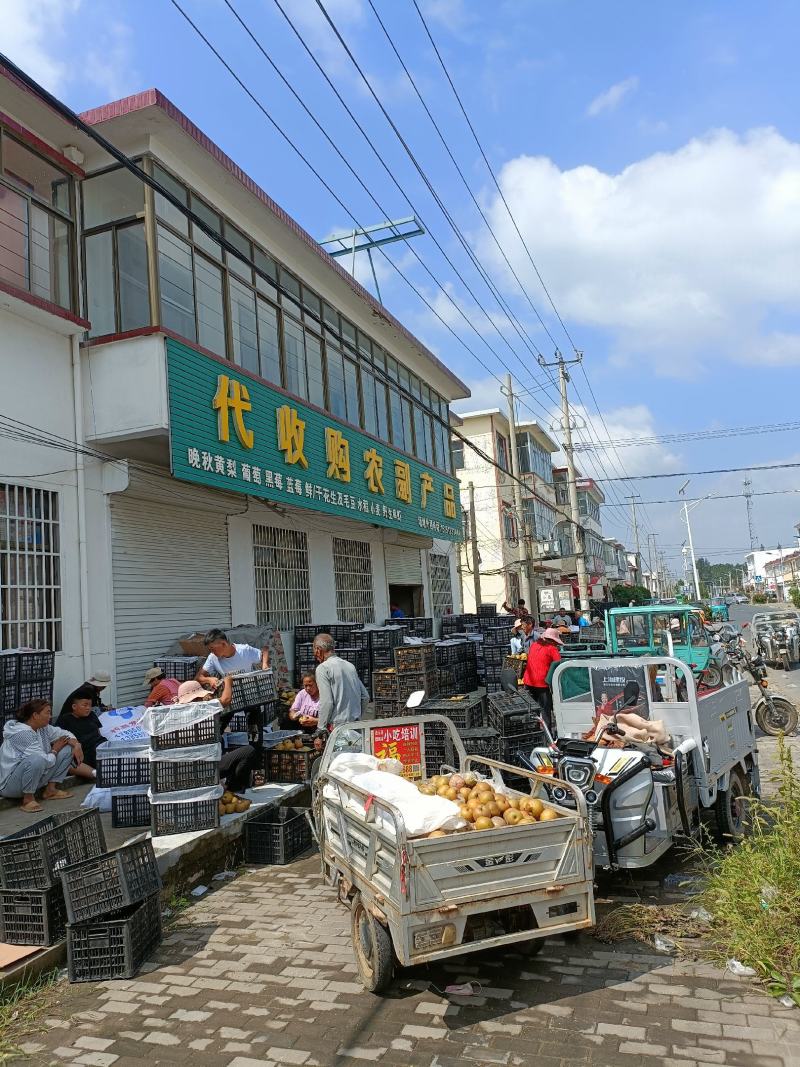 梨，黄梨，晚秋黄梨/江苏省连云港市东海县首批采摘进行中！