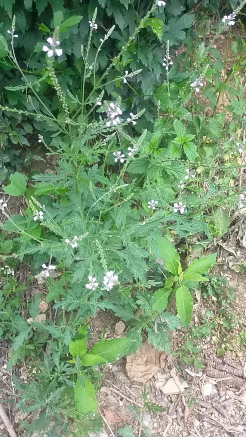 马鞭草