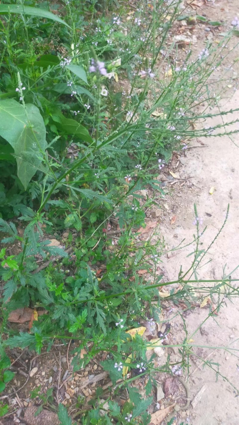 马鞭草