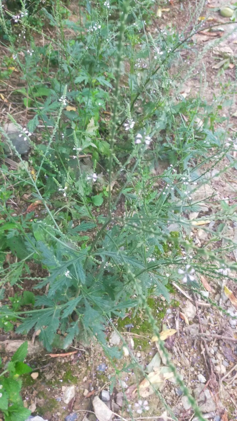 马鞭草
