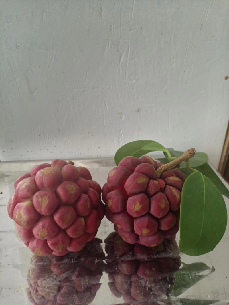 黑老虎，咘福娜