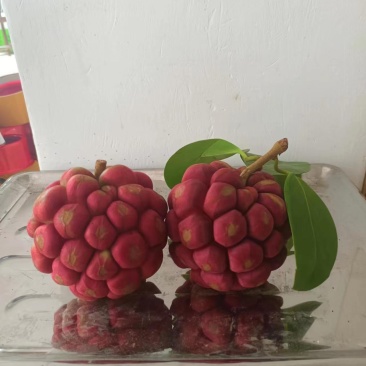 黑老虎，咘福娜