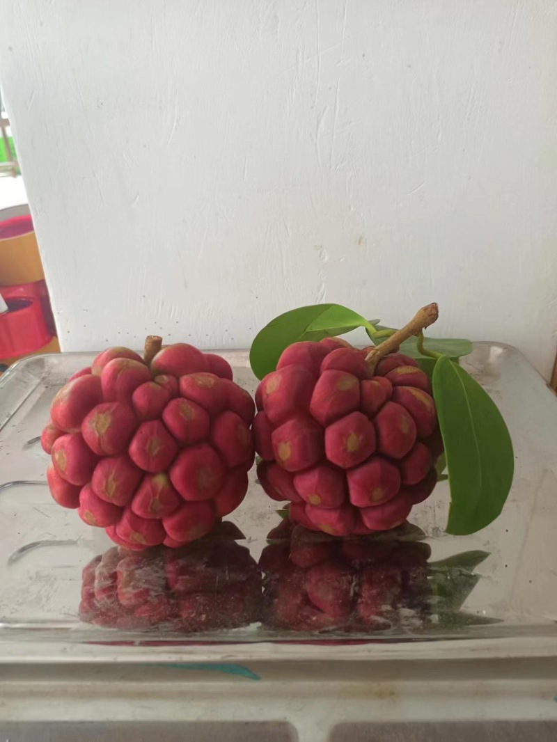 黑老虎，咘福娜